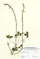 藏品(土牛膝)的圖片